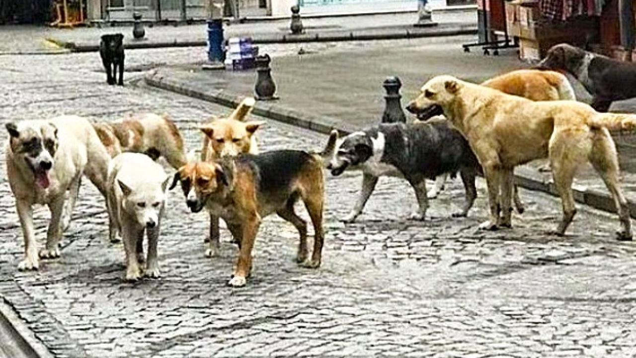 Batı sokaklarında neden başıboş köpek yok?