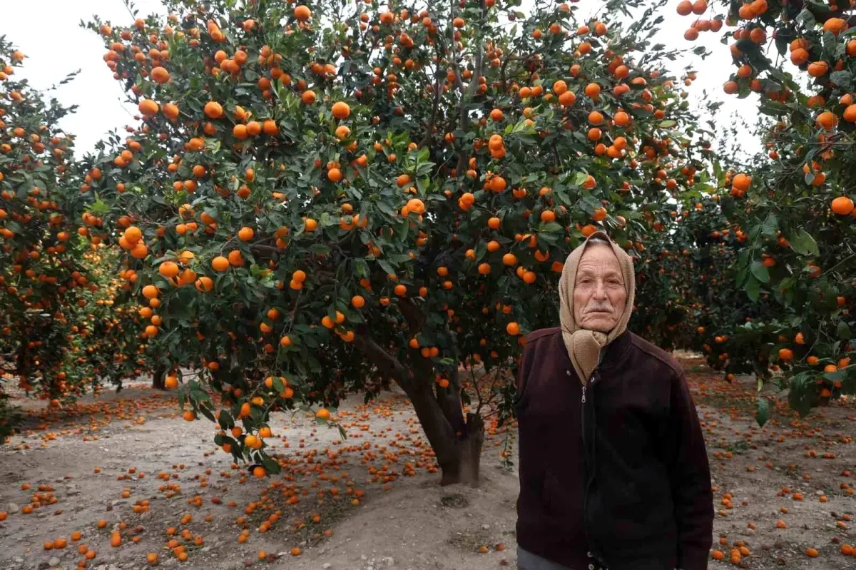 Hatay’da Mandalina Daldan Düşüyor
