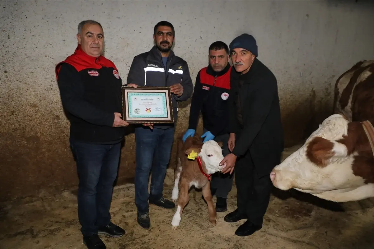 Yeni Yılın İlk Buzağısına Altın Hediye