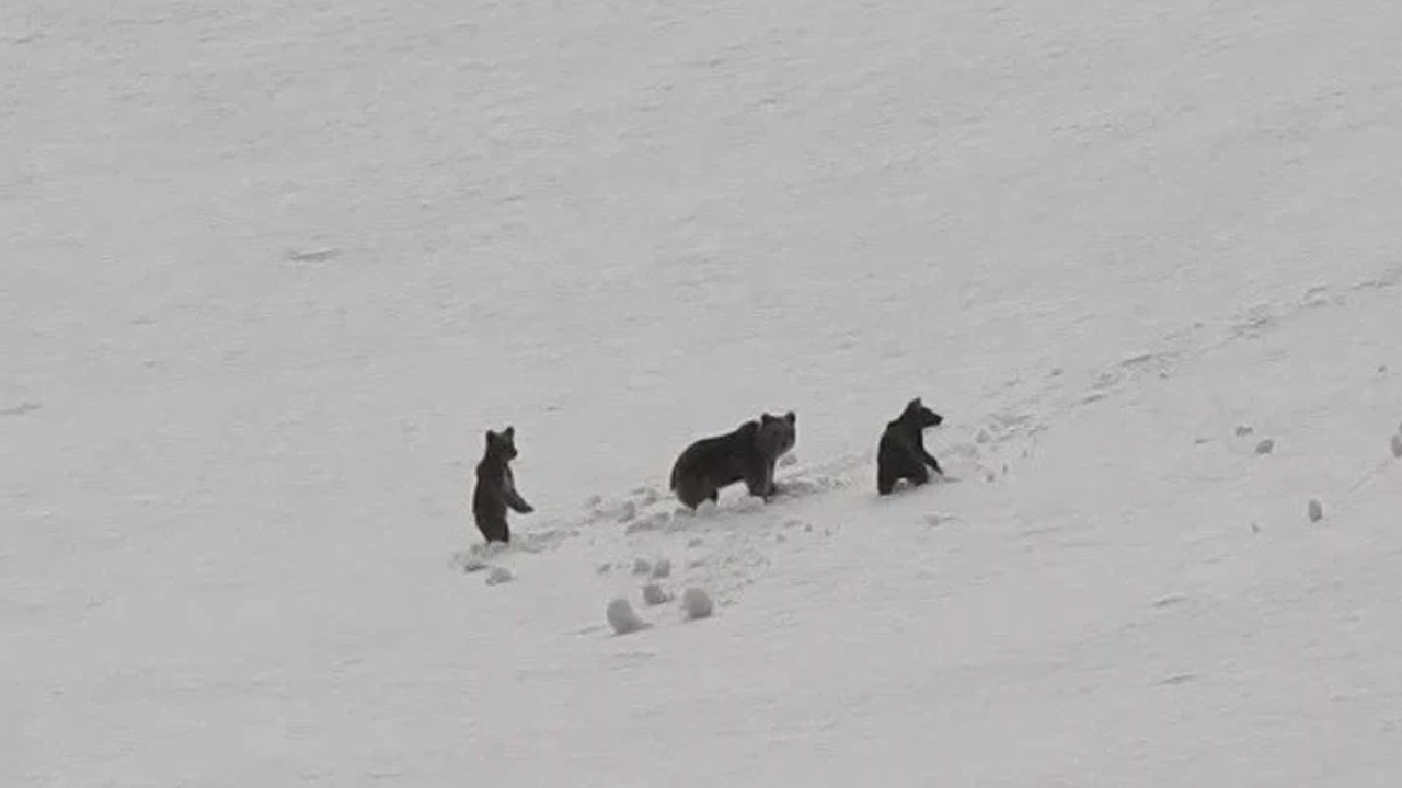 Munzur Dağları’nda Anne Ayı ve Yavrularının Büyüleyici Görüntüleri