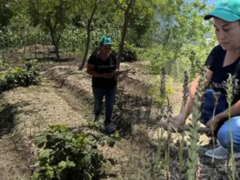 Özel izinle ekmeye başladı: Şimdi servet kazanıyor