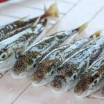 Bu baligi yakalayana kilo basina para veriyorlar cg5gZ6UL