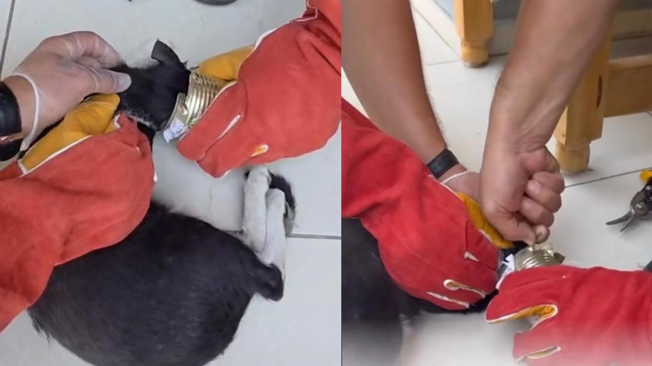 Batman’da başı tenekeye sıkışan kedi itfaiye ekiplerince kurtarıldı Haber gorseli