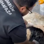 Hamzabeylinde yaban hayvani kacakciligina darbe 2 vasak ve 2 serval kurtarildi kG9PROjM