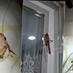 Tarim ve orman bakanligindan cekirge istilasi iddialarina aciklamasi N2WpWWXs